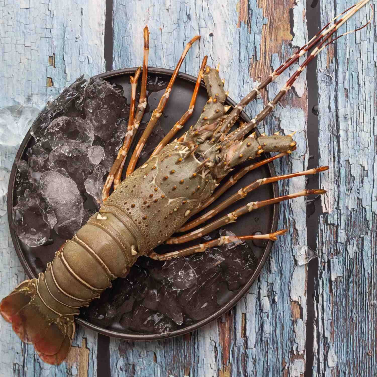 Lobster - Large Size, Cleaned